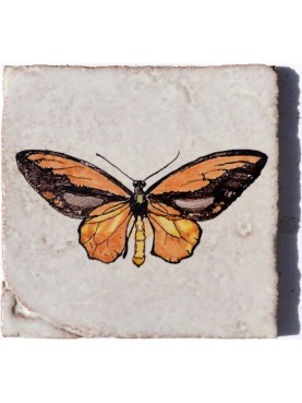 La farfalla di Wallace - Ornithoptera croesus (Wallace, 1859) piastrella di maiolica