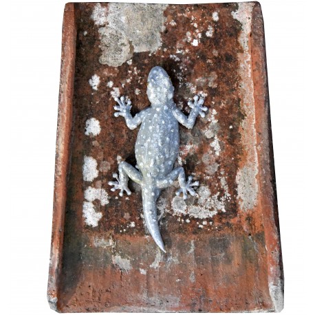 Tiled gecko on Tuscan / Roman ancient tile - Tarentola mauritanica