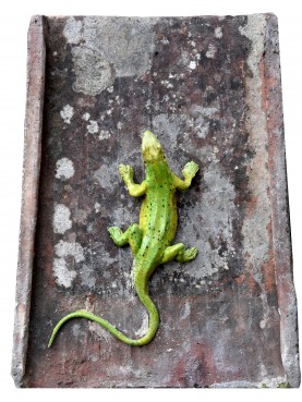 European green lizard on antique Tuscan roof-tile
