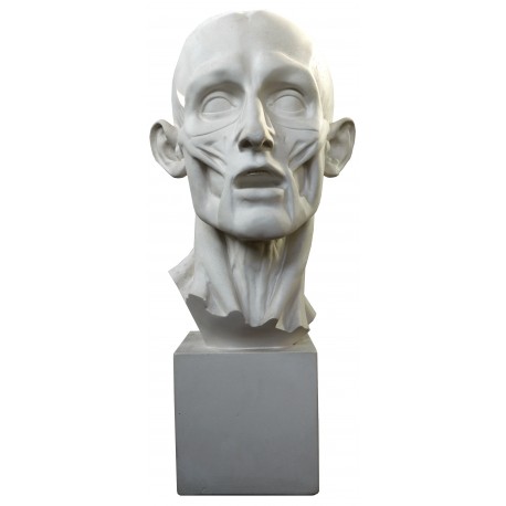 1:1 Head of Flayed Man by Houdon in plaster-cast