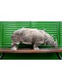 Albrecht Durer's terracotta Rhino