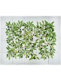 Olive tree majolica panel - 20 tiles
