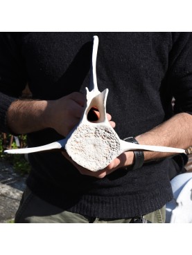 Vertebra Balena media in Terracotta Whale vertebra medium size terracotta 12455 