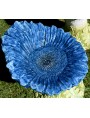 Blue sunflower