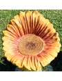 Bue daisy with central yellow disk