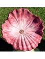 Majolica seat - rose pansy