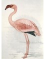 Fenicottero Flamingo pannello di 35 piastrelle