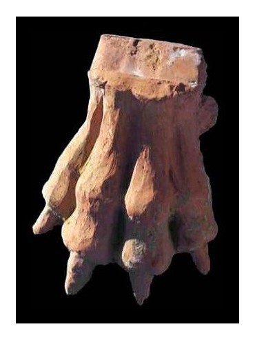 Terracotta lion foot
