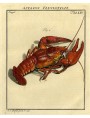 Old ancient print- crayfishes