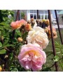 Roses garden trellis