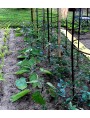 Iron supports for tomatoes, roses, and climbing plants