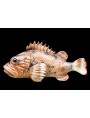 Scorpion fish in majolica all-round - Scorpaena scrofa