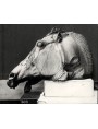 Horse's head of chariot of Selene