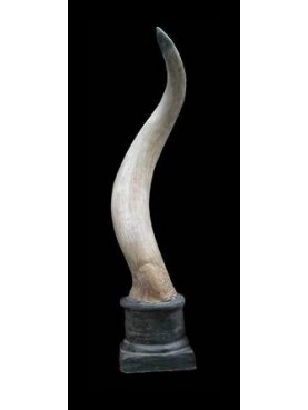 Female buffalo horn in terracotta