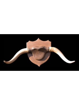 Stag horn from Maremma buffalo