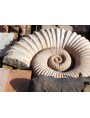 Ammonite heteromorphous sculpture reproduction dark patina