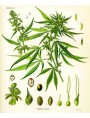 Herbarium - Cannabis sativa, Linnaeus