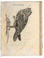 Pagina originale dell'Ornithologiae disegnato da Ulisse Aldrovandi nel 1599