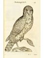 Pagina originale dell'Ornithologiae disegnato da Ulisse Aldrovandi nel 1599