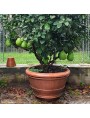 It can hold a citrus fruit of 180/200 cm of width / height