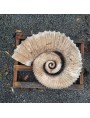 Ammonite frontal view hand-carved
