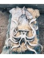 Giant Calamary in terracotta