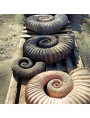 Ammonite da noi scolpito prodotto finito (fronte)