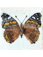La farfalla Morpho luna (Butler, 1869)