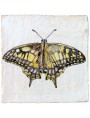 La farfalla Morpho luna (Butler, 1869)