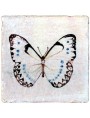 Hand made maiolica tile - Morpho luna (Butler, 1869)