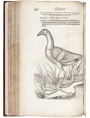 Pagina originale dell'Historia animalium del Gessner nel 1551–58
