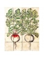 victorian Kitchen garden Cast-Iron Flowers Bed - turnip