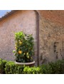 Conca da Limoni Toscana 70 cm terracotta Impruneta