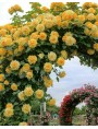 Gothic Arches forger-iron climbing plants
