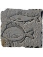 Sand stone mediterranean fishes