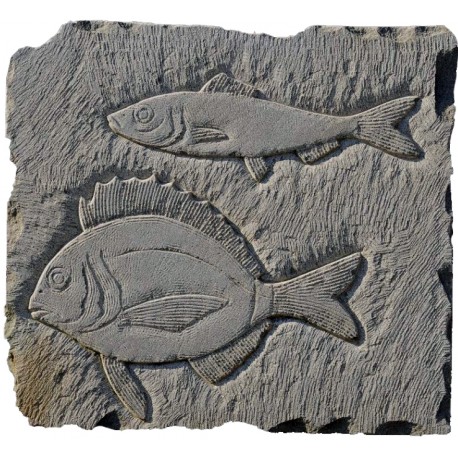 Sand stone mediterranean fishes