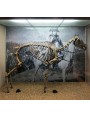 The skeleton of Napoleon's horse Marengo on display at the National Army Museum in London