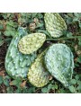 PRICKLY PEARS SMALL MAJOLICA SHOVELS 1: 1 ANNUAL SPROUTS