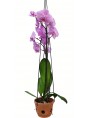 Terracotta Victorian Vases for Orchids - small size
