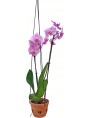 Vasi Vittoriani per Orchidee in terracotta - misura piccola