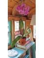 Vasi Vittoriani per Orchidee in terracotta - misura piccola