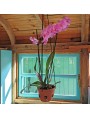 Terracotta Victorian Vases for Orchids - small size
