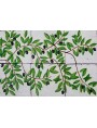 Olive tree with 16 maiolica tiles