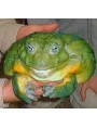Photo of a bullfrog