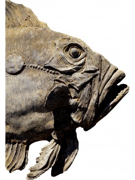 Pesce San Pietro in terracotta - modellato a mano