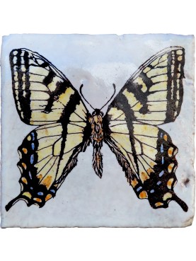 Swallowtail Butterfly, Papilio glaucus (Linnaeus, 1758)