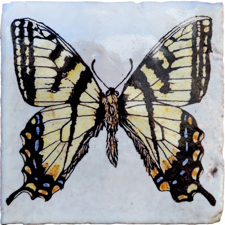 Swallowtail Butterfly, Papilio glaucus (Linnaeus, 1758)