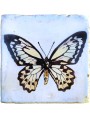 Swallowtail Butterfly, Papilio sp. majolica tile