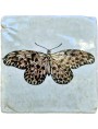 piastrella Farfalla maiolica piastrelle entomologiche Idaea lincea