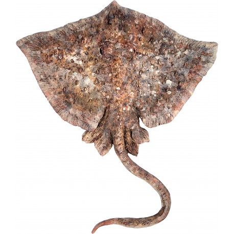 Terracotta spiked ray fish